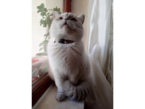 11 aylık british shorthair