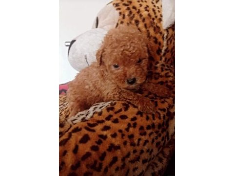 Anne altından toy poodle bebekler