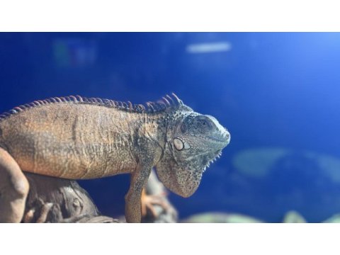 Sağlıklı evcil iguanalar