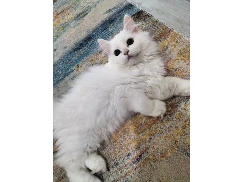 Erkek chinchilla hemen teslim