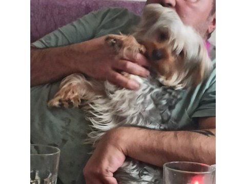 8 aylık dişi 0 numara yorkshire