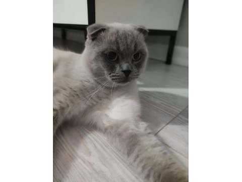 Uysal ve çocuk aşığı exotic shorthair