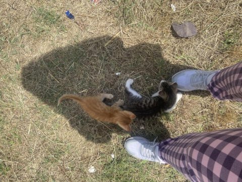 3 eğitimli yavru kediler
