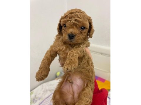 Uyguna toy poodle bebekler