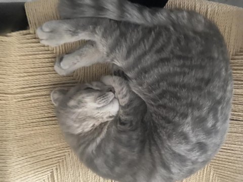 6 aylık sevimli dişi scottish fold