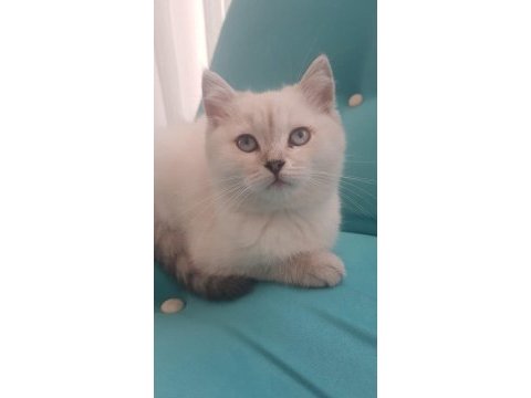 Güzel kedilerimiz yeni yuvalarına gitmeyi bekliyor