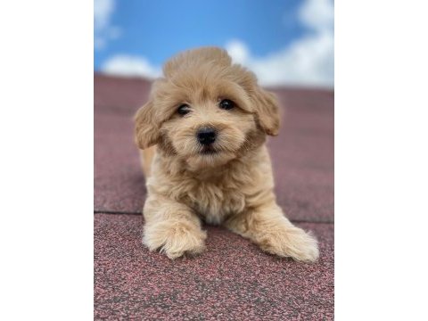 Ev üretimi bebekler maltipoo