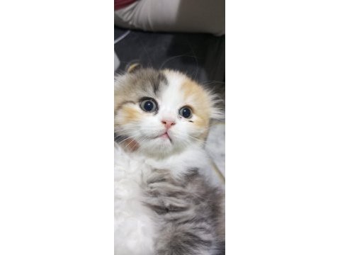 Scottish fold longhair