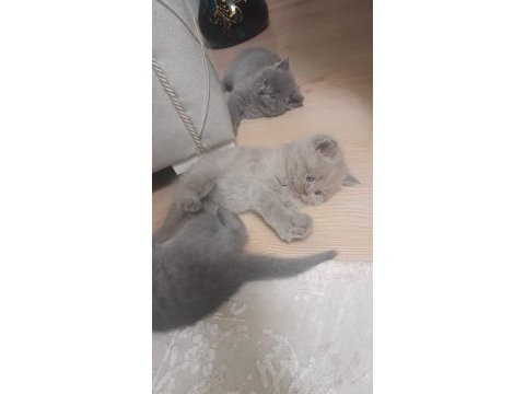 Yavru kediler ücretli sahiplendirilecektir