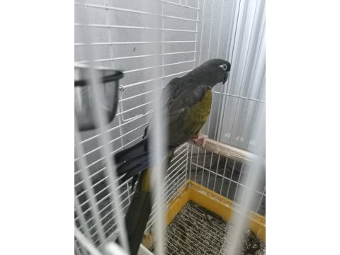 Petagonya konur papağanı evcil degildir