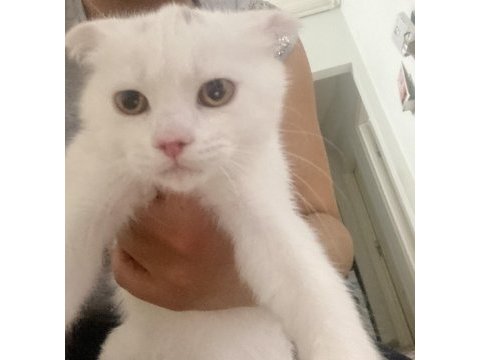 Kar beyaz british longhair