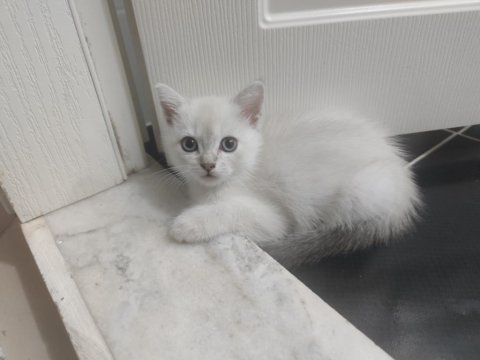 Safkan british shorthair silver dişi yavru