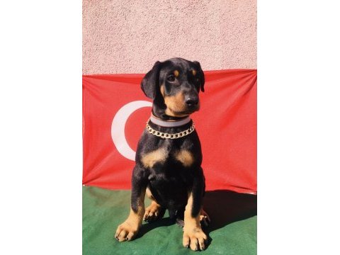 Harika anatomi üst kalite doberman yavrular