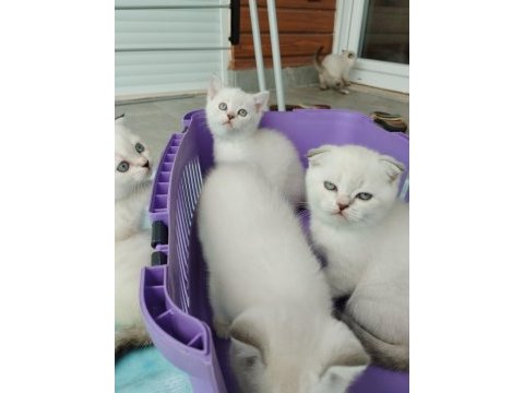 Blue point scottish fold yavrular