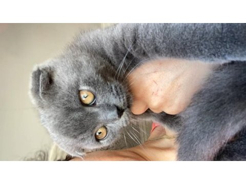 Scottish fold bebiş