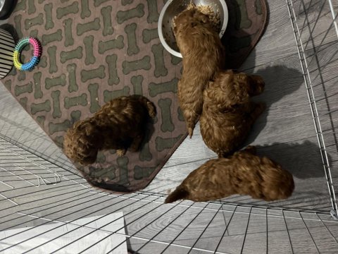Şirin ev poodle köpekleri
