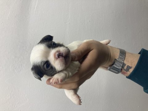 Dişi blue fluffy french bulldog