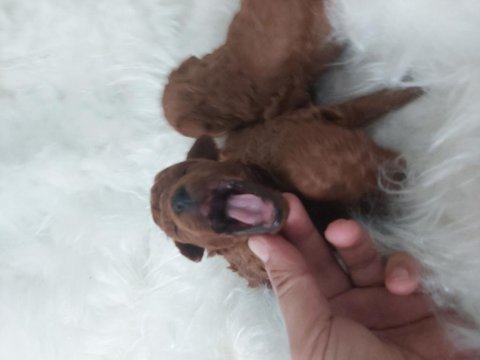 Kore toy poodle bebekler