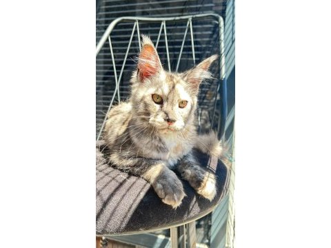 Dev prenses gloria maine coon