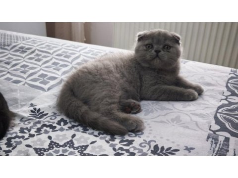 İki aylık yavru scottish fold