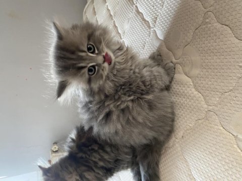 2.5 aylık british longhair yavrularımız