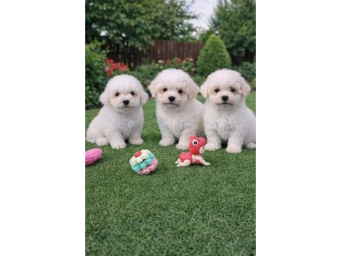 Beyaz bulut bichon frise yavrular