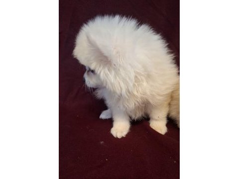 Yeni evlerine gitmeye hazır köpekler