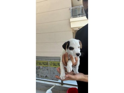 Orjinal jack russell yavrular 2 dişi 2 erkek
