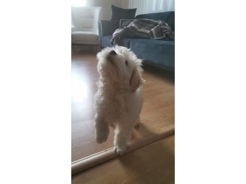 6 aylık köpeğimiz zeusu muzu mutlu bir yuva