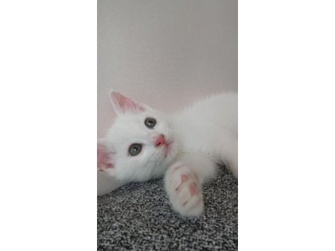 Minik ankara kedisi kızıma yeni yuva