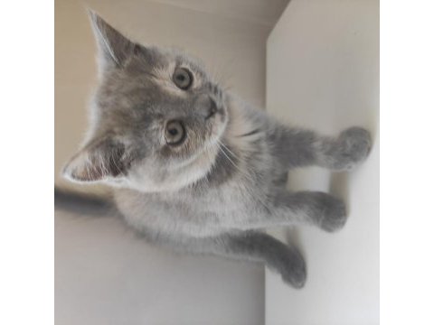 2 aylık british shorthair yavrular