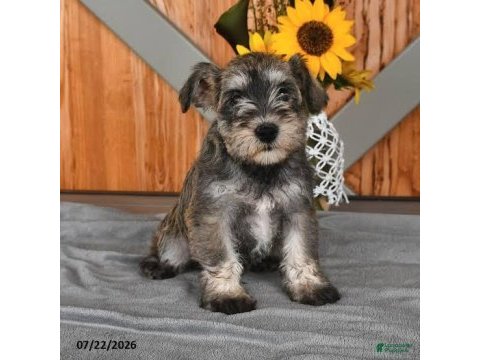 Aşılı sağlık garantili schnauzer bebeğimiz