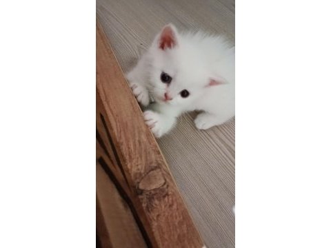 8 haziran doğumlu erkek british longhair