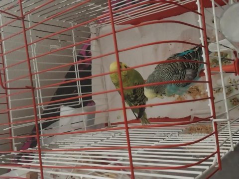 2 takım muhabbet konuşkan ele alışkın üretim kuşu