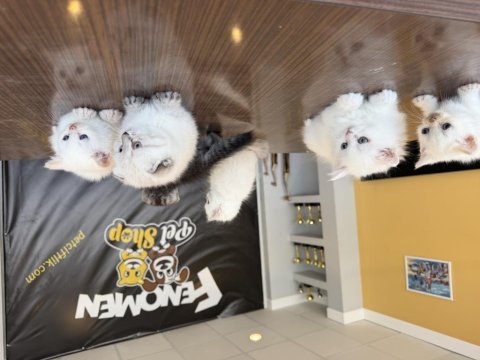 En güzel scottish fold yavrular ankara 