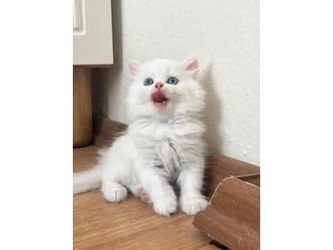 British longhair bebeklerimiz yeni yuvalarını arıyor