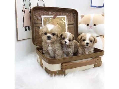 Resmi işletmeden maltipoo yavruları