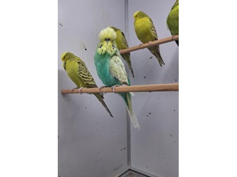 Show jumbo muhabbet kuşu