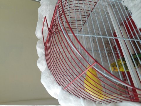 Sahibinden iki adet muhabbet kuşu