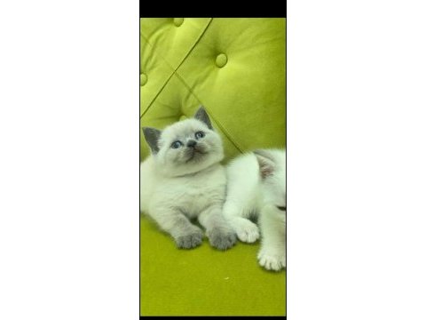 A kalite bluepoint linx point british bebekler