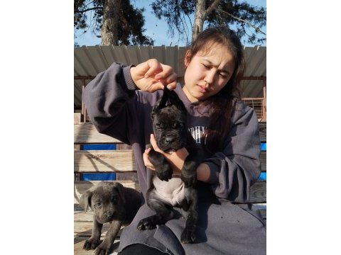 Cane corso yavrularımız çiftliğimızden