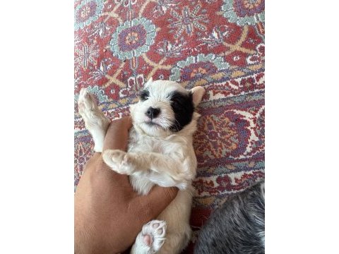 27 günlük köpekler