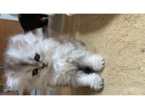 British longhair bebişler