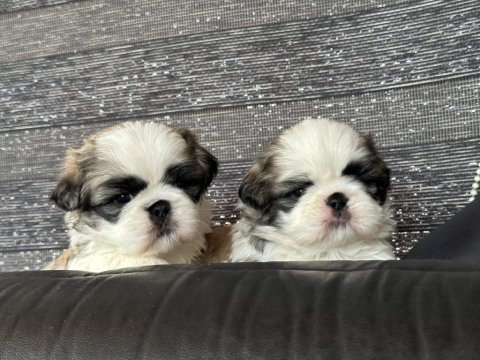 Hayatınıza renk katacak shih tzu bebekler