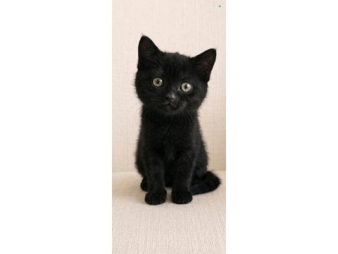 British shorthair silver