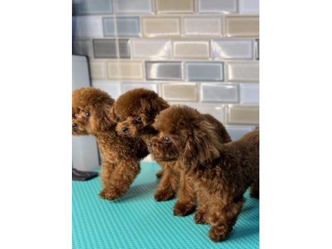 Kore teacup poodle toy