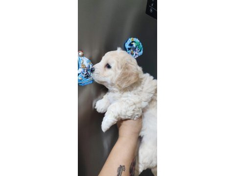 Tombiş maltipoo yavrular