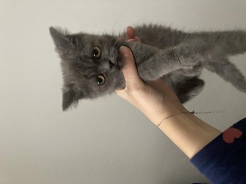 3 aylık yavru scottish fold bebiş
