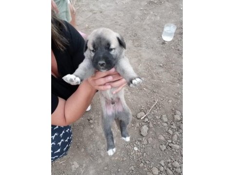 Yedi tombiş yavru yuvasını arıyor