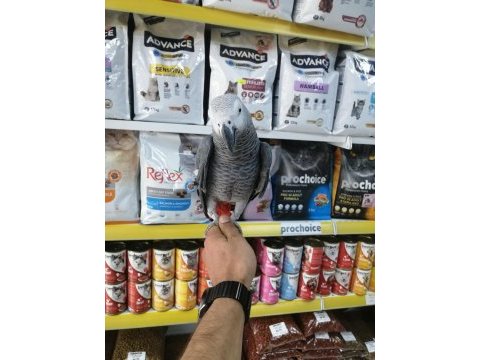 2 yaşında ele alışkın jako papağanı